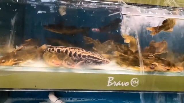 Альпака и домашние животные_Морепродукты, рыба, раки в супермаркете