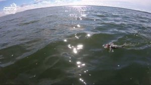 VLOG: Троллинг. Калининградский залив. Август 2020.