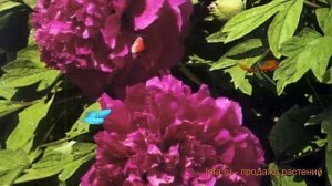 Пион древовидный Пурпурная ночь ? обзор: как сажать, саженцы пиона Пурпурная ночь