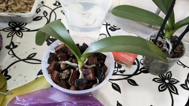 ОРХИДЕИ 65 Пересадка орхидей Big Stone, и Golden Leopard смотреть онлайн