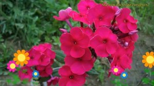 Флокс метельчатый Надя. Краткий обзор, описание характеристик phlox paniculata Nadia