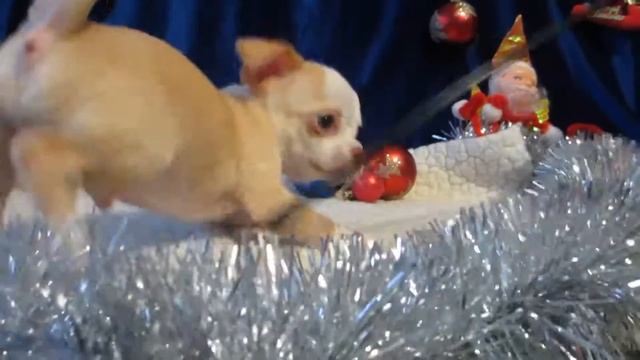 Чихуахуа мальчик - можно купить смотреть онлайн