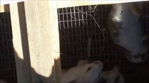 Крольчата падают лапами в верх, защита от косого!!!