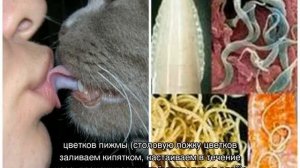 С какого возраста можно глистогонить котят в первый раз