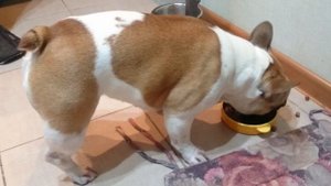 Лучшее лакомство для французского бульдога