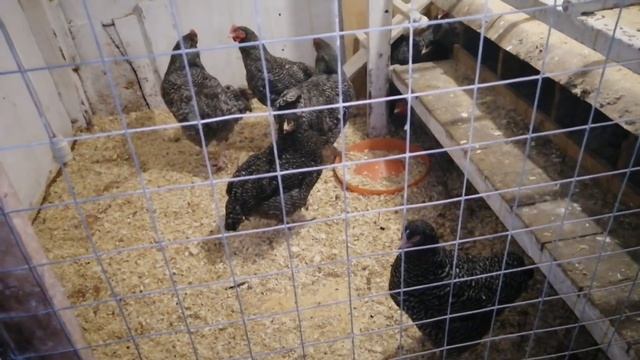 Рыбий жир,ракушка,гречка для домашней птицы. смотреть онлайн