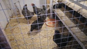 Рыбий жир,ракушка,гречка для домашней птицы.