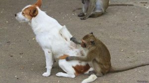 10 МИНУТ СМЕХА С ЖИВОТНЫМИ