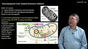 Наука и Сон: Общая биология. (Митохондрии. Гликолиз, цикл Кребса, окислительное фосфорилирование)