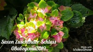 08августа2019 Крупнолистная Гортензия Saxon Zuschendor Schloss ✌️?