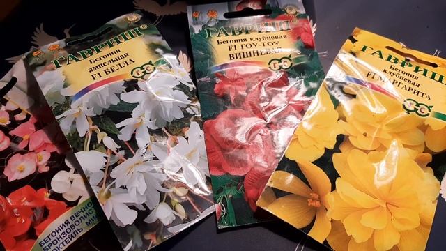 Бегония Вечноцветущая/ Клубневая/Ампельная/Выращивание/Черенкование /Клубни/Уход для новичков/