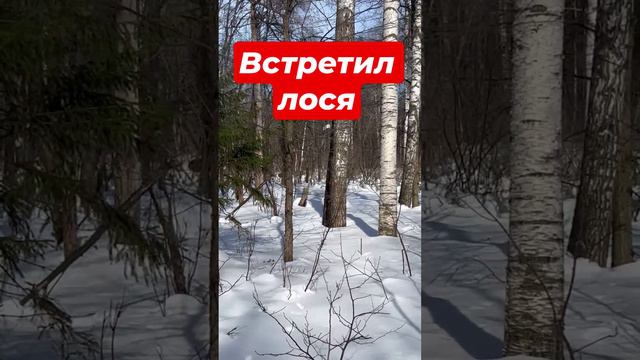 Лось. Встреча с лосем.