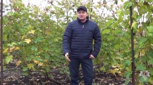 Нужно ли удалять листья перед обрезкой винограда