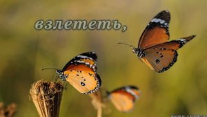 "Урок бабочки" Притча