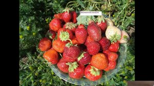ТОП-5 ВЫСОКОУРОЖАЙНЫХ СОРТОВ КЛУБНИКИ С ВКУСНОЙ ЯГОДОЙ И ПОЧЕМУ Я ИХ УДАЛИЛА ?