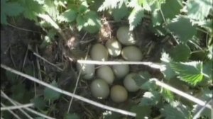 Что надо знать о фазанах