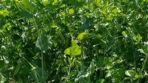 обзор гигантского (высокорослого) горошка. первые стручки созрели