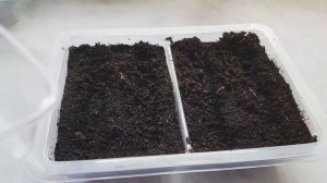 Виола крупноцветковая// Как посеять виолу// Когда сеять виолу//Анютины глазки