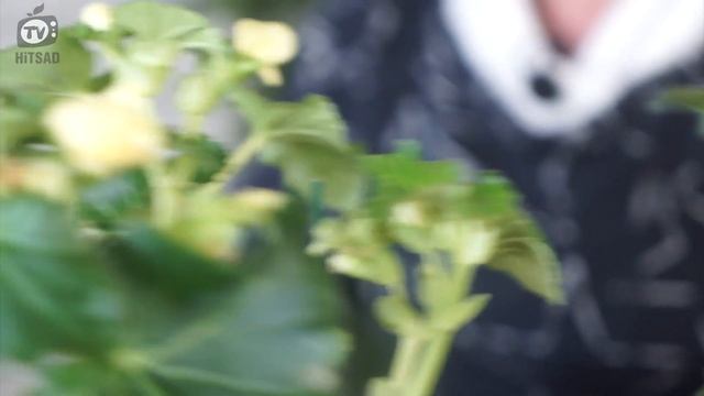 Комнатные Растения Зимой ? Уход За Комнатными Растениями ?