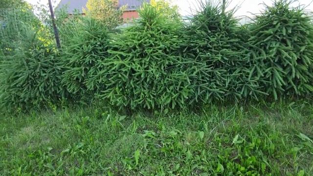 Живая изгородь из ели обыкновенной. смотреть онлайн