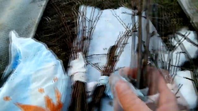 Как сохранить черенки для прививок до весны смотреть онлайн