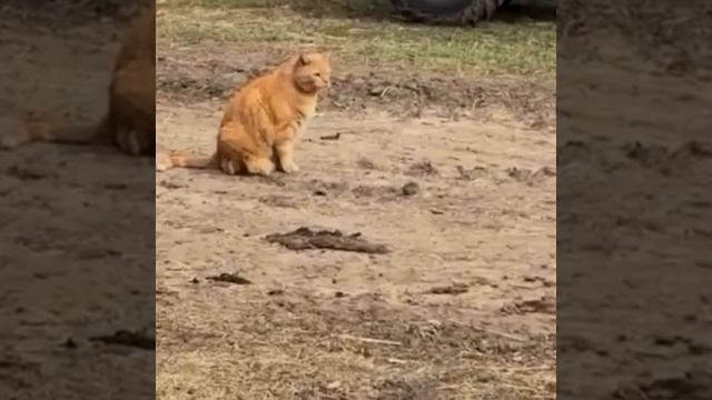 кошки мышки