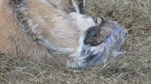 Роды — ЕСТЕСТВЕННЫЙ ПРОЦЕСС. Окот у козы. КАК РОЖДАЮТСЯ козлята. Чудо появления на свет