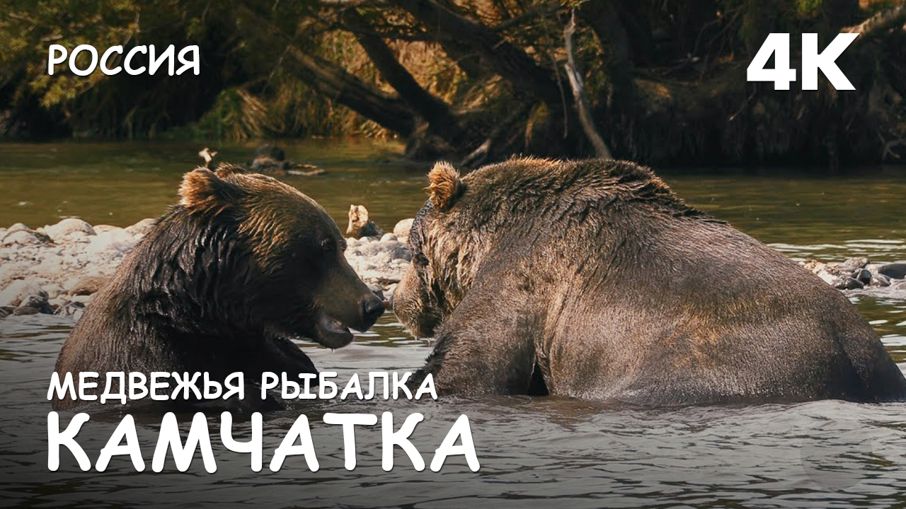 Мир Приключений - Медведи в дикой природе. Курильское озеро. Камчатка. 4К.