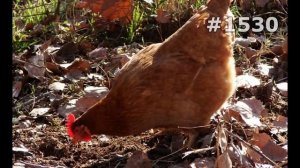 #1530. Куры и петухи (В мире животных)