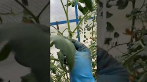 Томат "Розе" от Семко