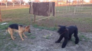 Ризеншнауцер vs овчарка ))