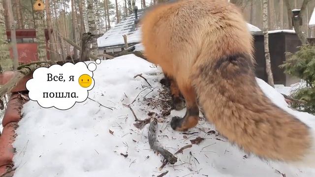 ЛИ СЯО. Алиса - Лиса. Лису очень заинтересовало то, что лежало на столе. смотреть онлайн