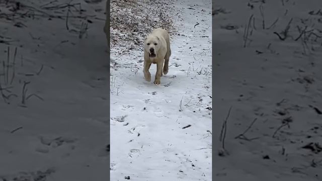 12 апреля ,Сибирь 😁 у нас сегодня снег 😉