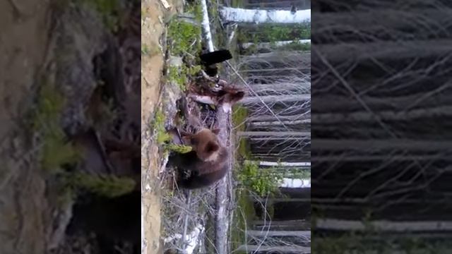 Медвежонок пьёт молоко