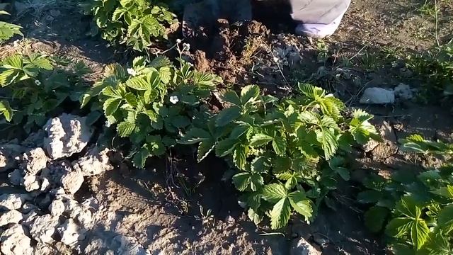Размножаем землянику делением куста. смотреть онлайн