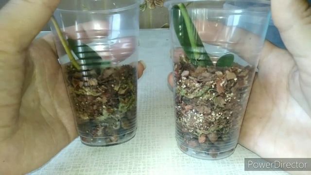 ??Aberdeen решила в корне поменять свою жизнь смотреть онлайн