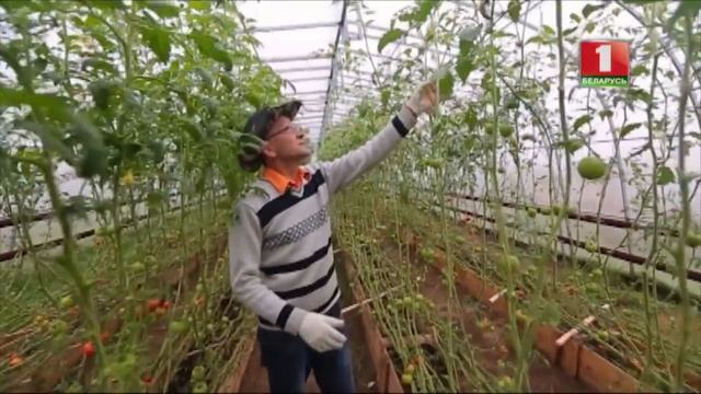 Как уберечь хризантемы зимой? Дача. смотреть онлайн