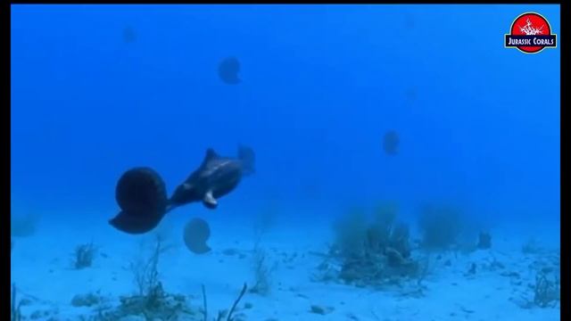 Кто такие Аммониты смотреть онлайн