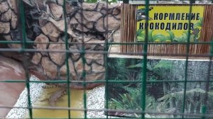 Станица Голубицкая. Крокодиловая ферма. Обзор.