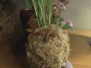 Кокедама для пальмы. Моховой шар.