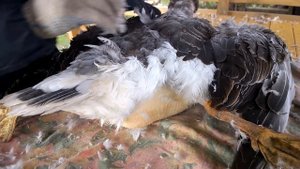 Ощип гусей с помощью парогенератора или гусиная "свадьба"// мое хозяйство