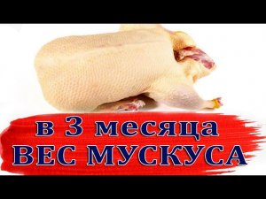 Как отличить молодую тушку мускусной утки от старой. вес селезня в три месяца