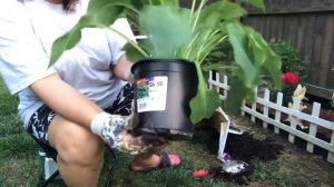 #Plants #Repotting the HOSTA BLUE ANGEL AND HOSTA FROZEN MARGARITA