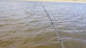 Сазан клюнул на отводной поводок