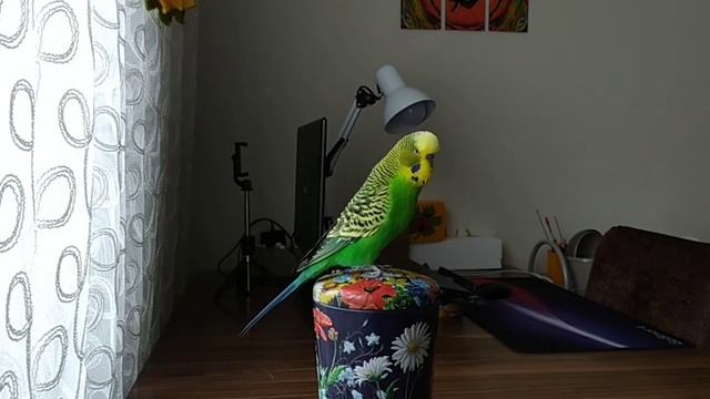 Самый Разговорчивый Волнистый Попугайчик  #говорящийпопугай #попугай #короткиевидео #shorts