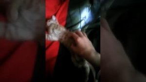 Как усыпить бешенного кота за 5 мин.