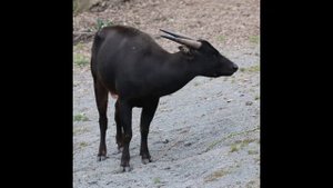 остров Сулавеси Индонезия