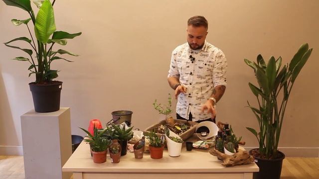 Композиция из суккулентов | Мастер-класс Ильи Гомыранова