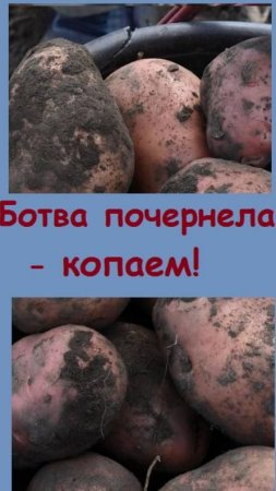 Если ботва картошки почернела, ее нужно копать, чтобы не сгнила в почве. Мы так и делаем - показываю