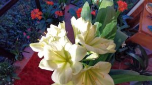 green clivia amaryllis hippeastrum like